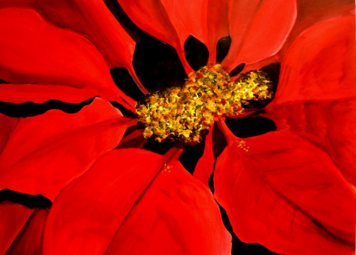 Poinsettia