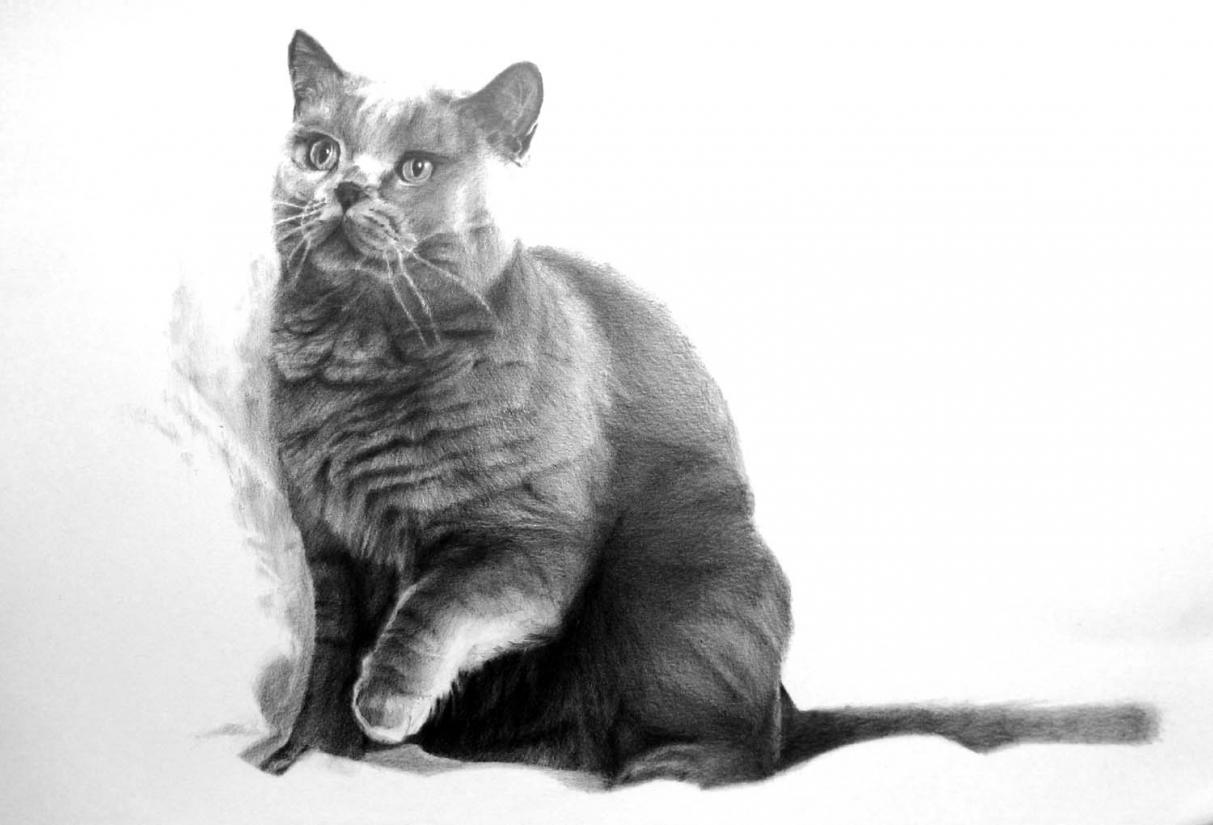 British shorthair cat