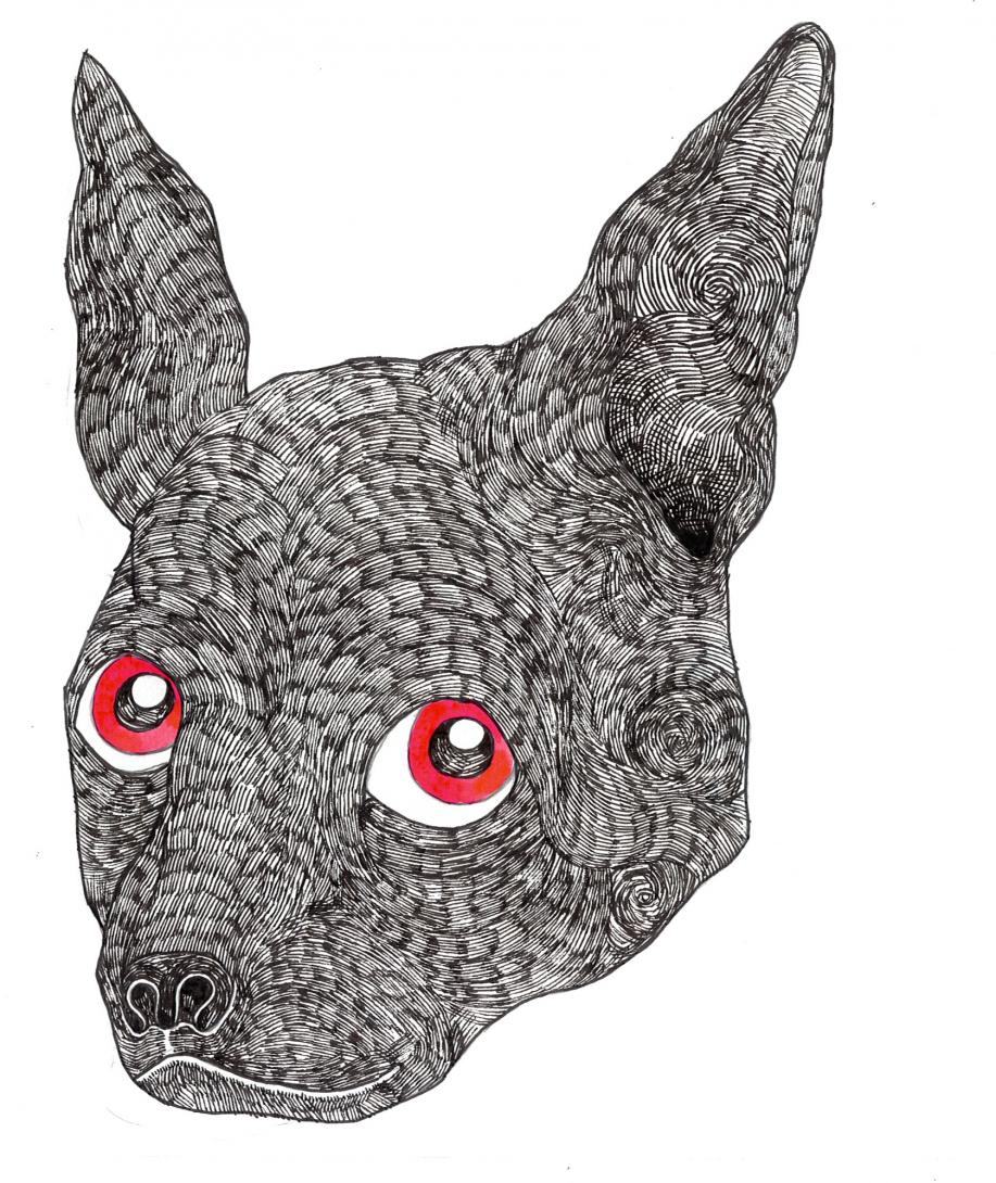 Coyote