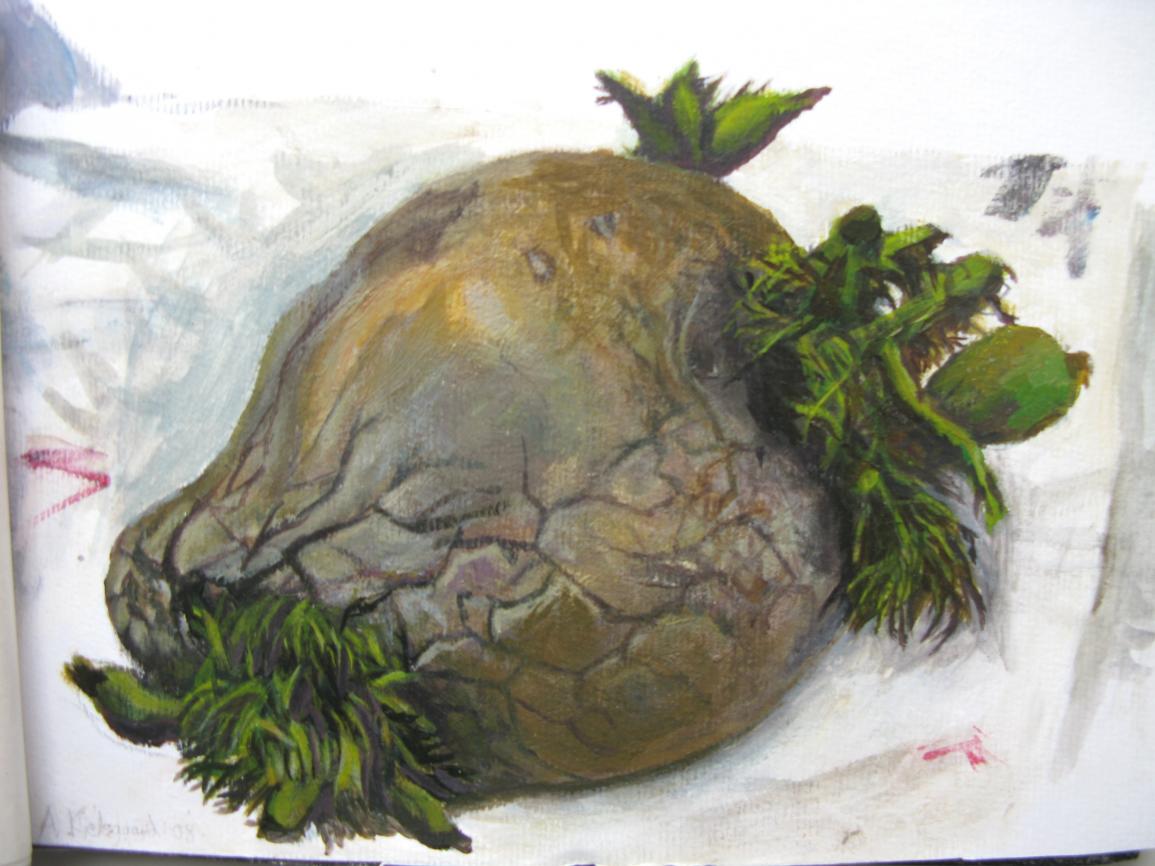 Potato with Sprouts