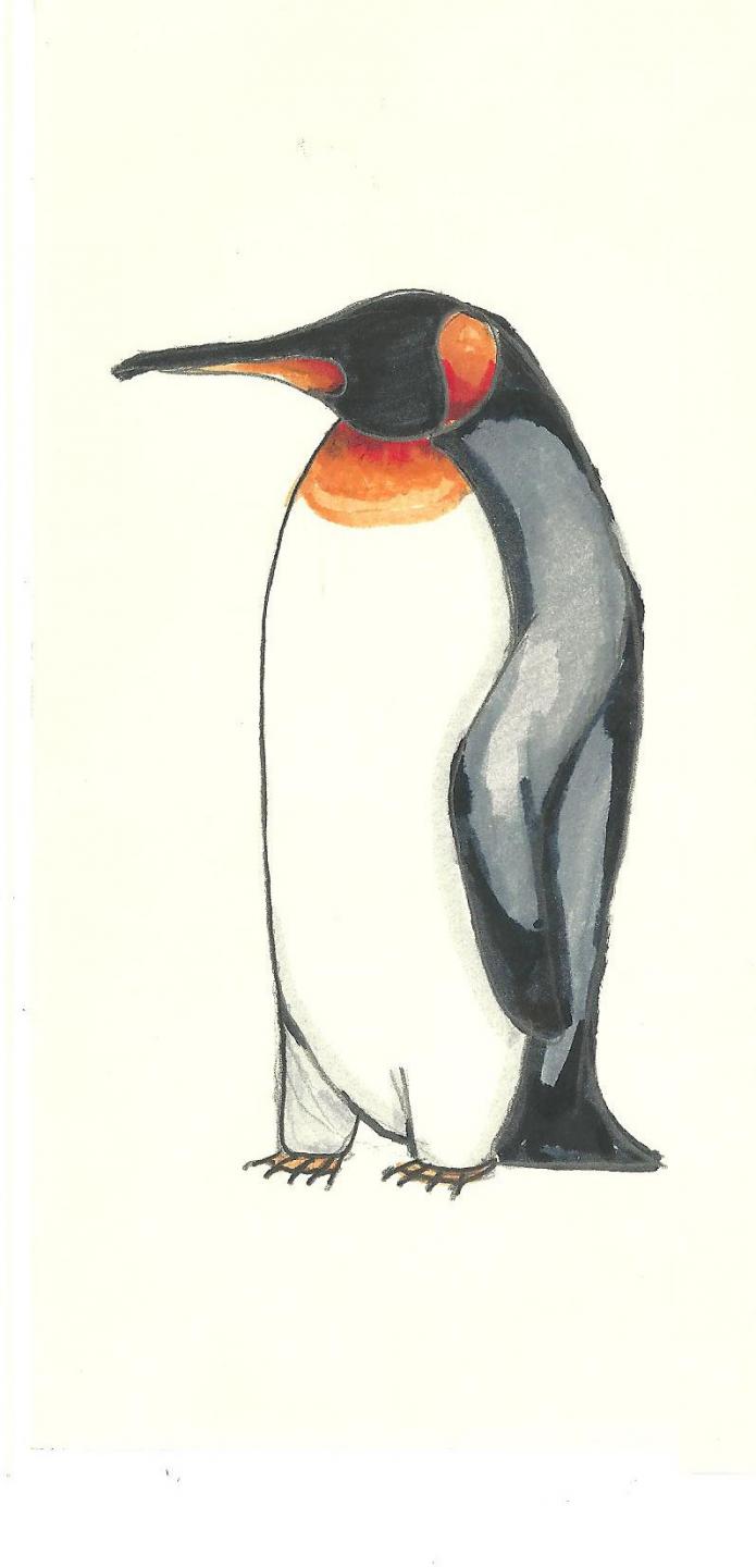 Patagoni 2