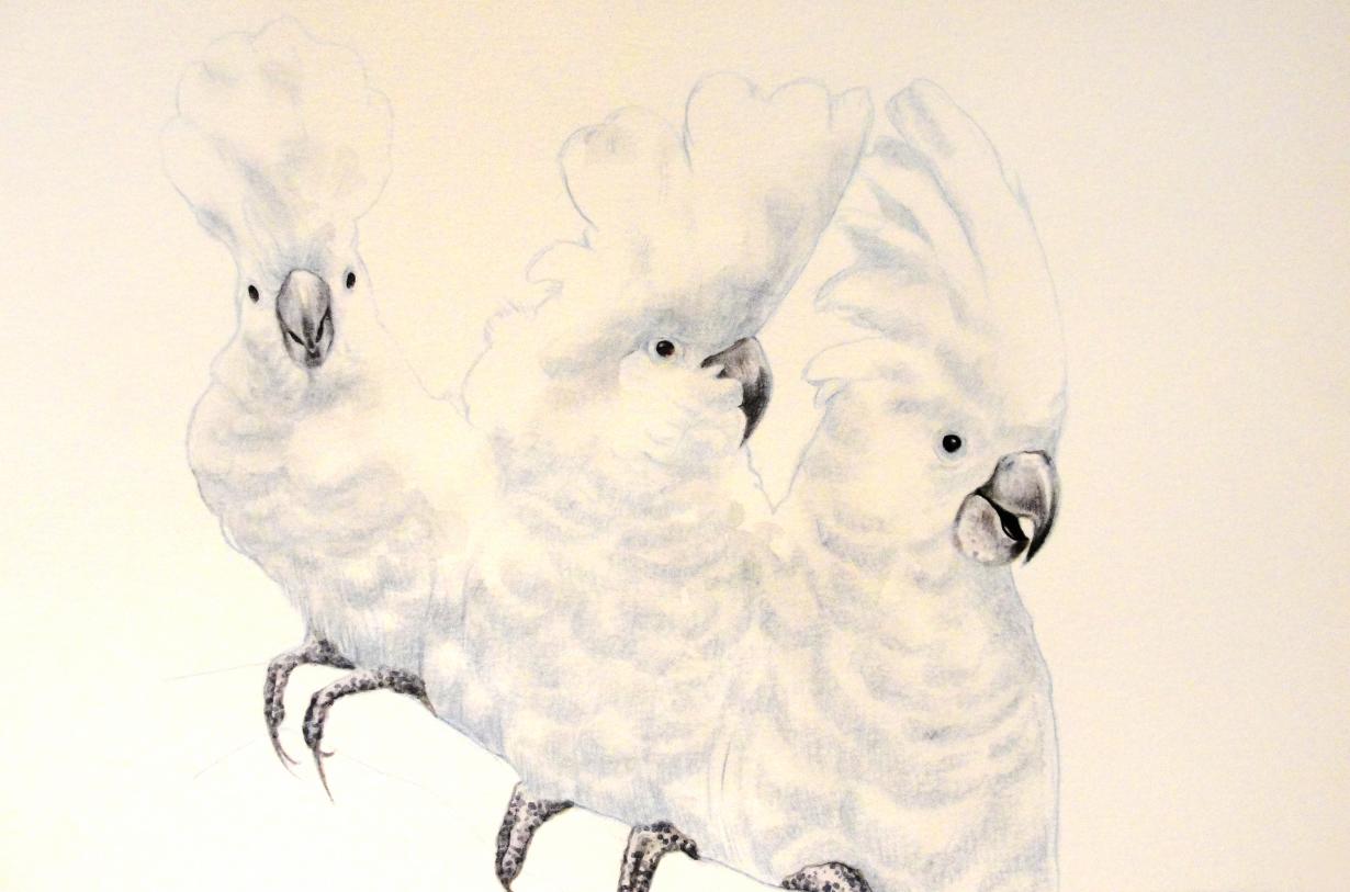 Albino Cockatoo