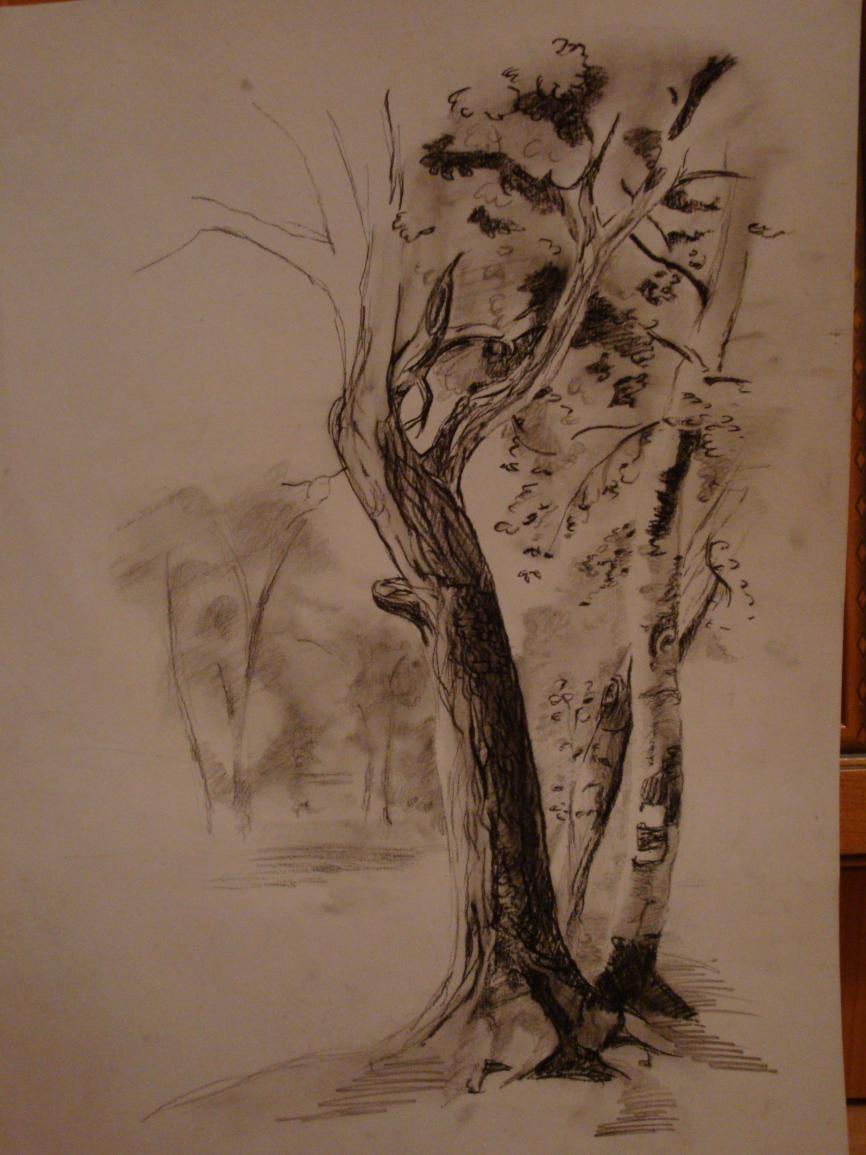 Trees