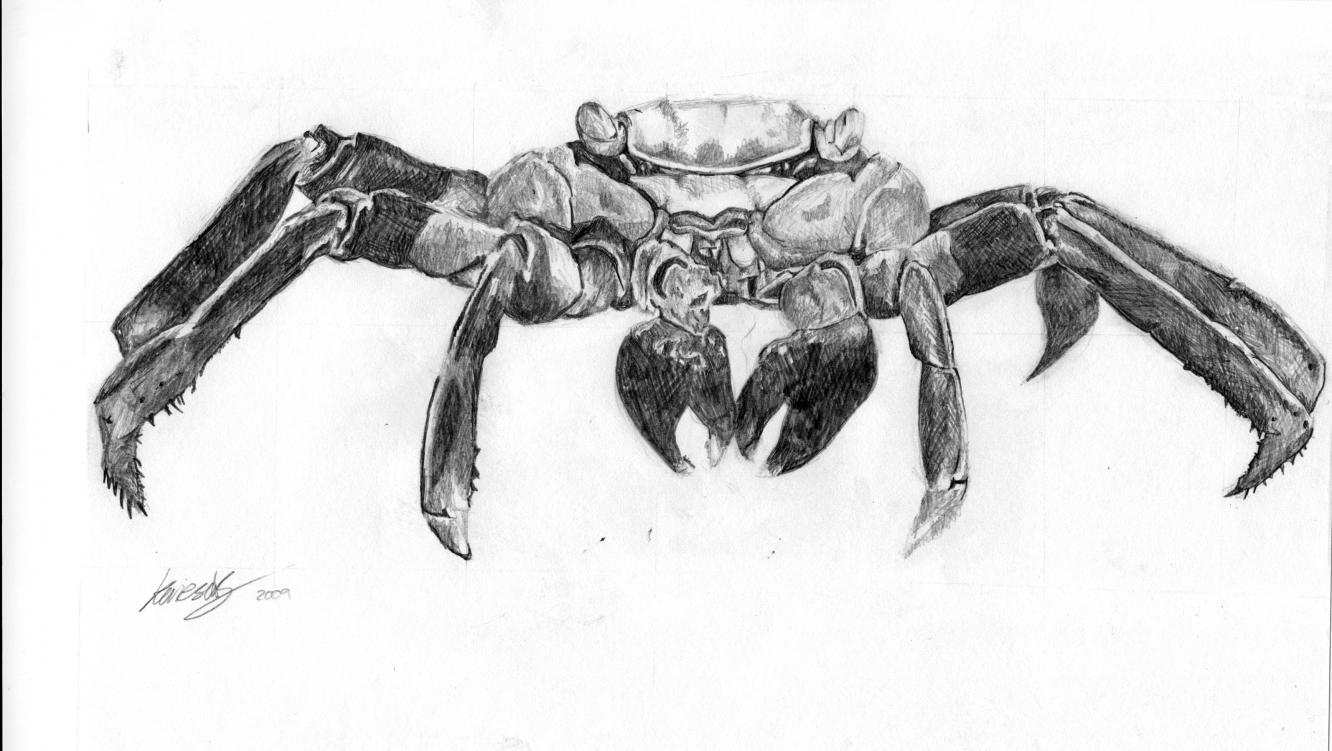 Crab legs 